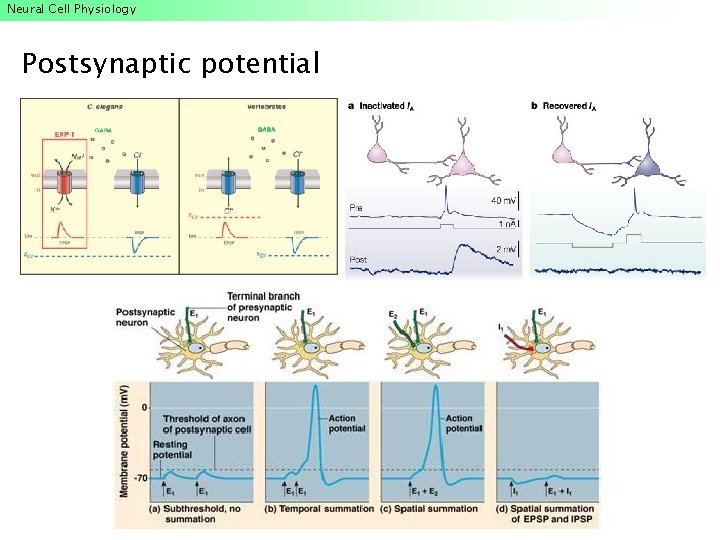 Neural Cell Physiology Postsynaptic potential Neural Cell Physiology Postsynaptic potential