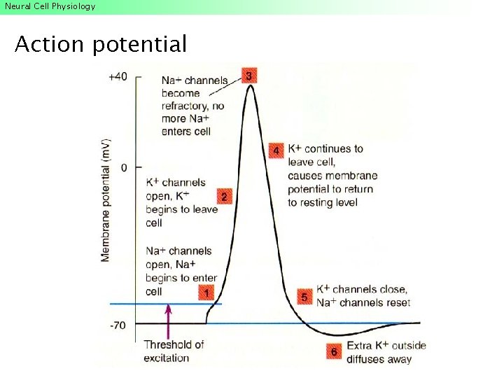 Neural Cell Physiology Action potential Neural Cell Physiology Action potential