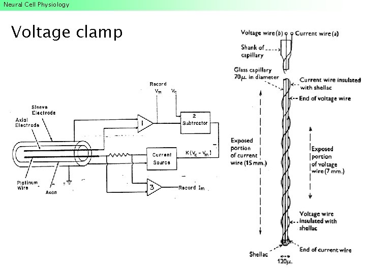 Neural Cell Physiology Voltage clamp Neural Cell Physiology Voltage clamp