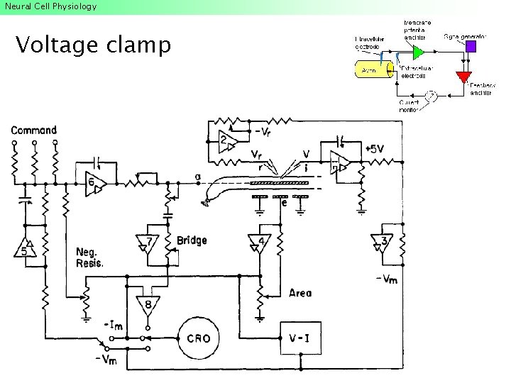 Neural Cell Physiology Voltage clamp Neural Cell Physiology Voltage clamp
