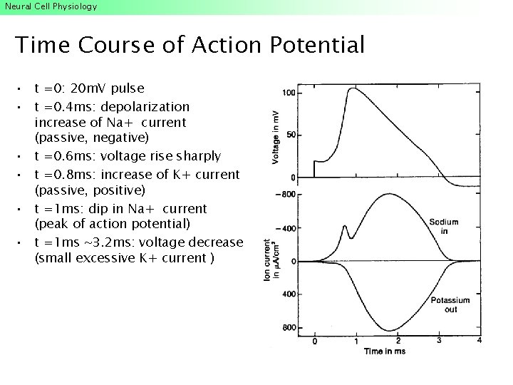 Neural Cell Physiology Time Course of Action Potential • t =0: 20 m. V Neural Cell Physiology Time Course of Action Potential • t =0: 20 m. V