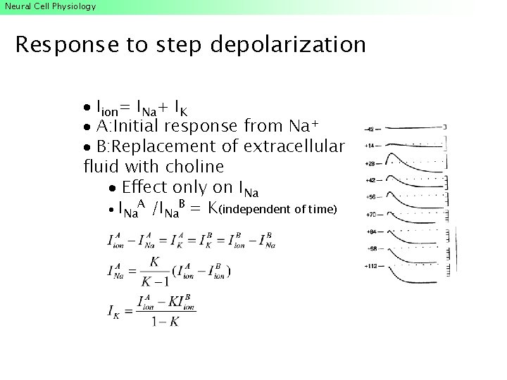 Neural Cell Physiology Response to step depolarization Iion= INa+ IK A: Initial response from Neural Cell Physiology Response to step depolarization Iion= INa+ IK A: Initial response from