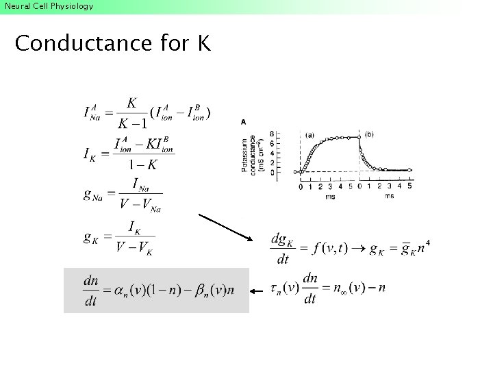 Neural Cell Physiology Conductance for K Neural Cell Physiology Conductance for K
