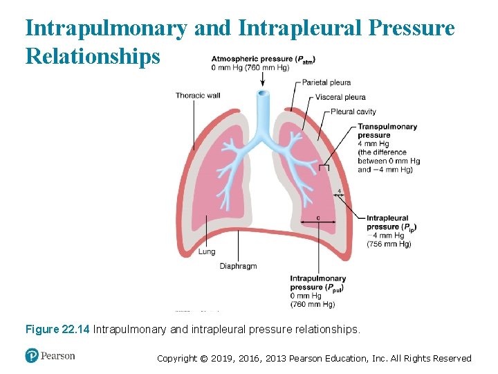 Intrapulmonary and Intrapleural Pressure Relationships Figure 22. 14 Intrapulmonary and intrapleural pressure relationships. Copyright