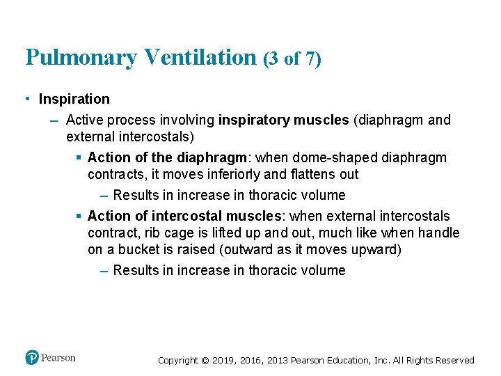 Pulmonary Ventilation (3 of 7) • Inspiration – Active process involving inspiratory muscles (diaphragm