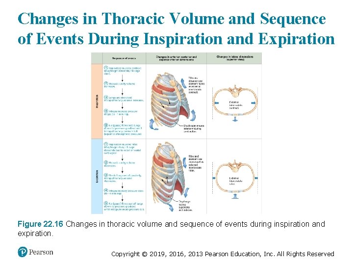 Changes in Thoracic Volume and Sequence of Events During Inspiration and Expiration Figure 22.