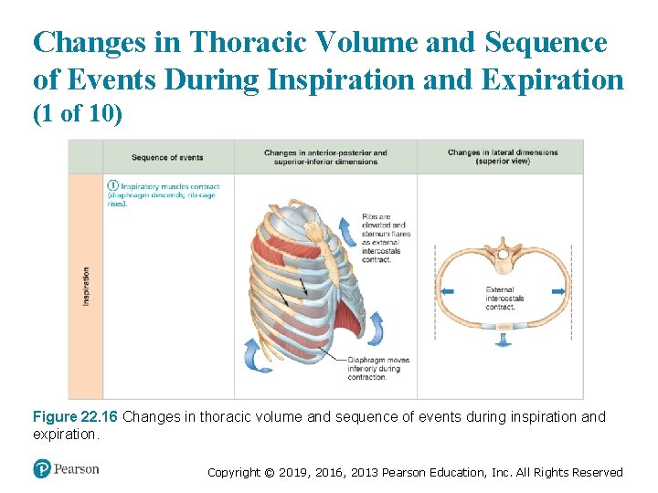 Changes in Thoracic Volume and Sequence of Events During Inspiration and Expiration (1 of