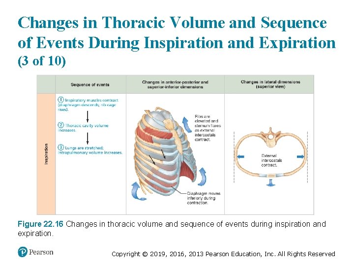 Changes in Thoracic Volume and Sequence of Events During Inspiration and Expiration (3 of