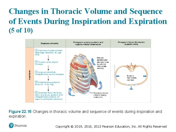 Changes in Thoracic Volume and Sequence of Events During Inspiration and Expiration (5 of