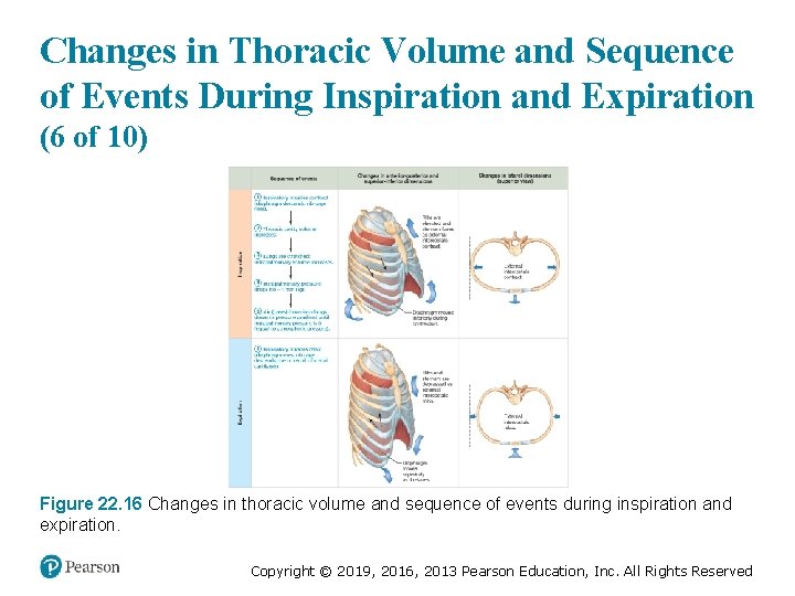 Changes in Thoracic Volume and Sequence of Events During Inspiration and Expiration (6 of