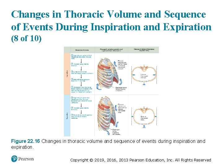 Changes in Thoracic Volume and Sequence of Events During Inspiration and Expiration (8 of