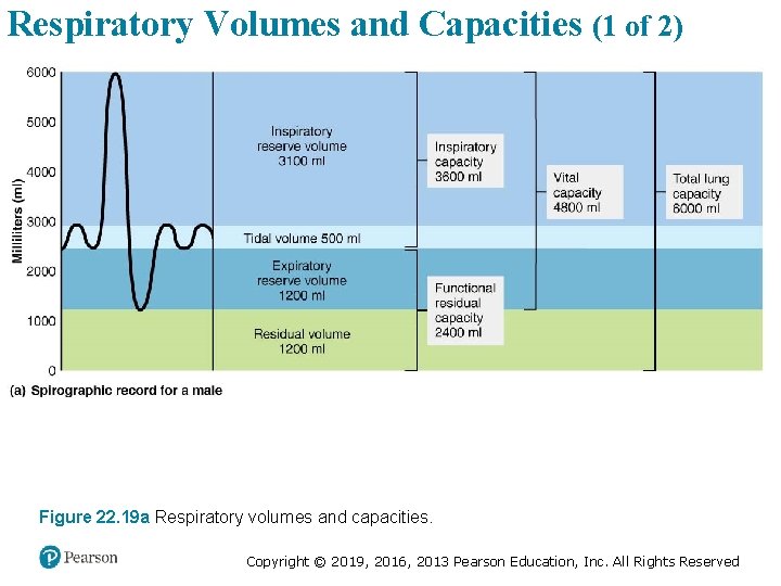 Respiratory Volumes and Capacities (1 of 2) Figure 22. 19 a Respiratory volumes and