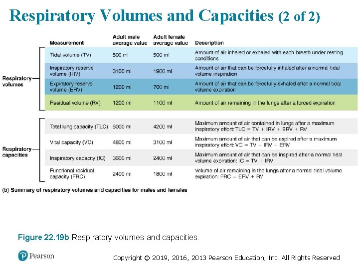 Respiratory Volumes and Capacities (2 of 2) Figure 22. 19 b Respiratory volumes and