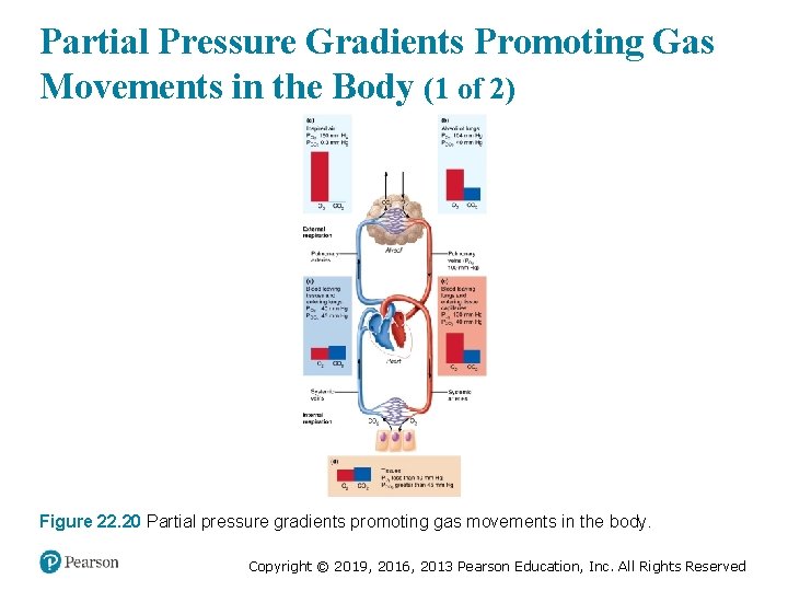 Partial Pressure Gradients Promoting Gas Movements in the Body (1 of 2) Figure 22.