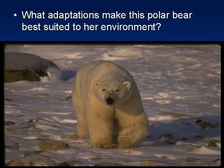  • What adaptations make this polar best suited to her environment? 