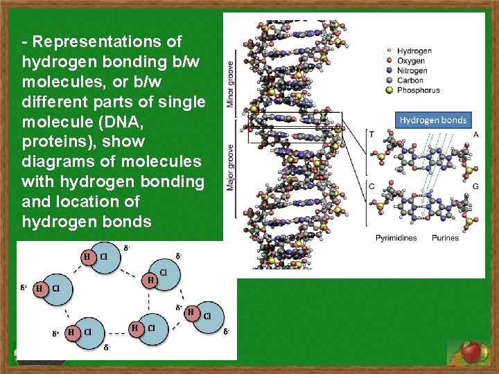 - Representations of hydrogen bonding b/w molecules, or b/w different parts of single molecule