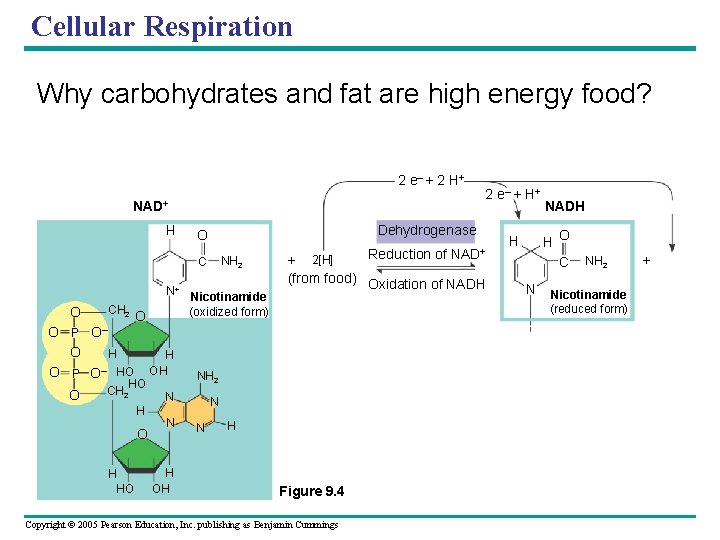 Cellular Respiration Why carbohydrates and fat are high energy food? 2 e– + 2