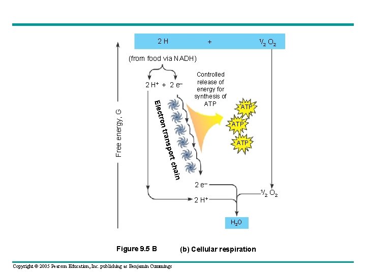 2 H + 1/ 2 O 2 1/ O 2 (from food via NADH)