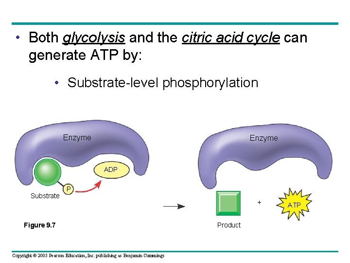  • Both glycolysis and the citric acid cycle can generate ATP by: •