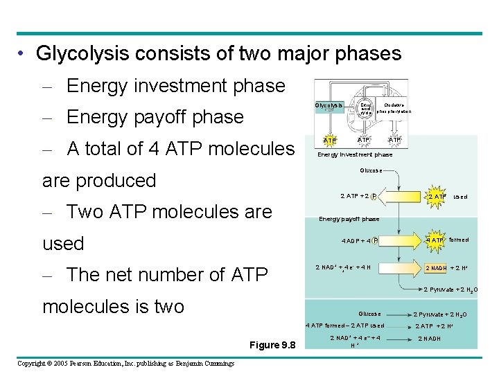  • Glycolysis consists of two major phases – Energy investment phase Glycolysis –