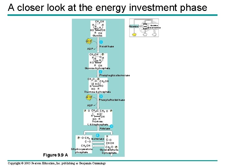 A closer look at the energy investment phase CH 2 OH HH H HO