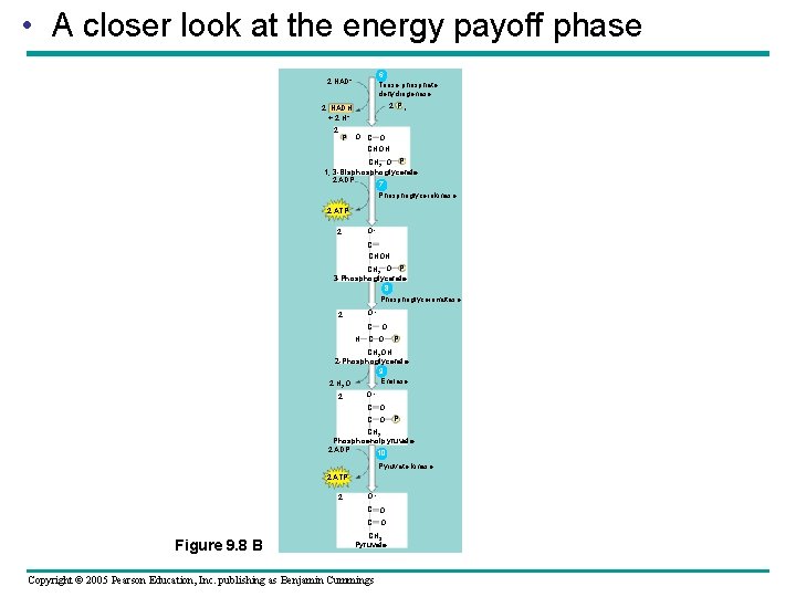  • A closer look at the energy payoff phase 6 Triose phosphate dehydrogenase