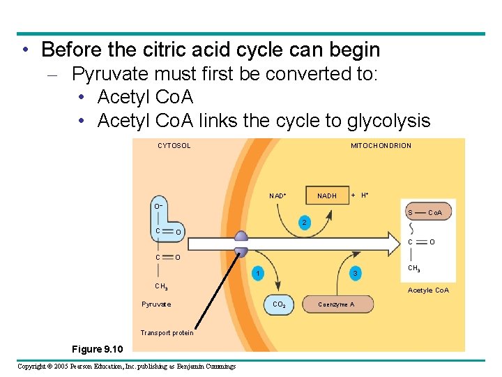  • Before the citric acid cycle can begin – Pyruvate must first be