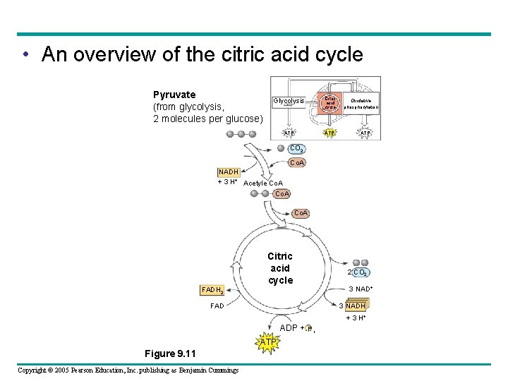  • An overview of the citric acid cycle Pyruvate (from glycolysis, 2 molecules