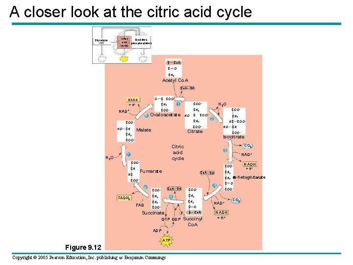 A closer look at the citric acid cycle Glycolysis Citric Oxidative acid phosphorylation cycle