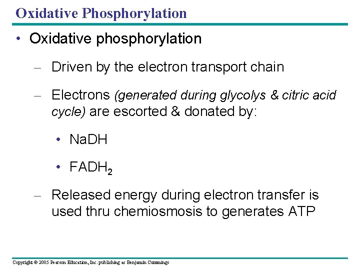 Oxidative Phosphorylation • Oxidative phosphorylation – Driven by the electron transport chain – Electrons