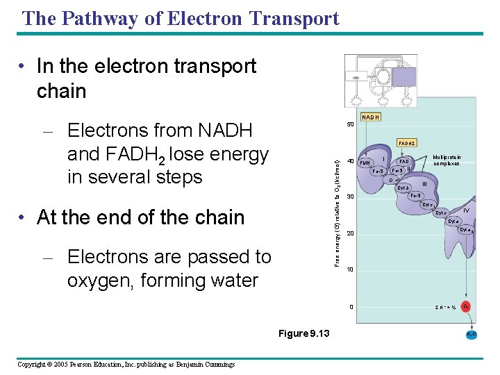 The Pathway of Electron Transport • In the electron transport chain NADH – Electrons