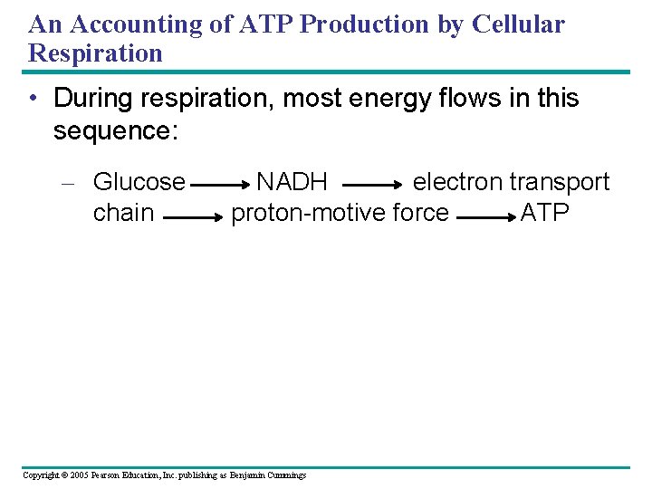 An Accounting of ATP Production by Cellular Respiration • During respiration, most energy flows
