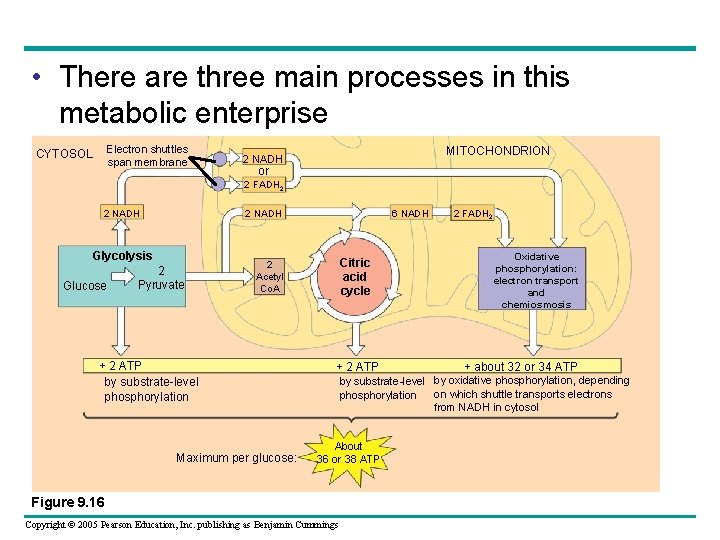  • There are three main processes in this metabolic enterprise Electron shuttles span