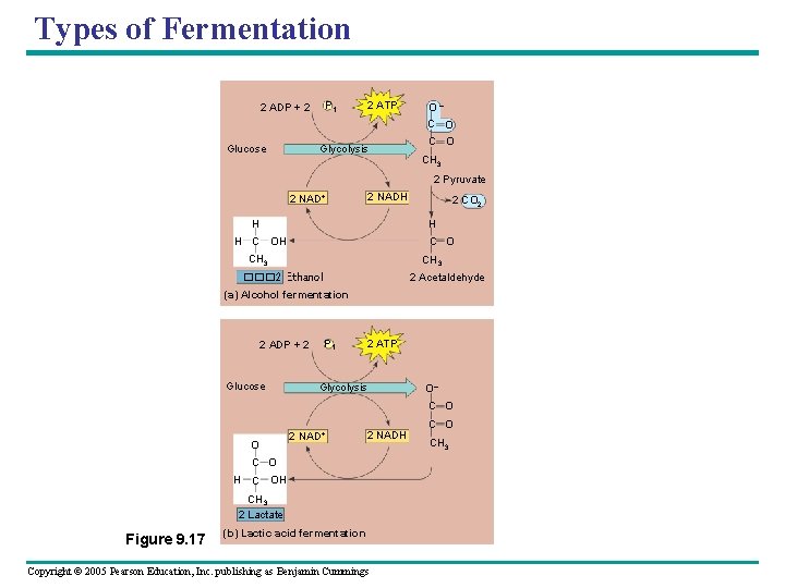 Types of Fermentation P 1 2 ADP + 2 2 ATP O– C O