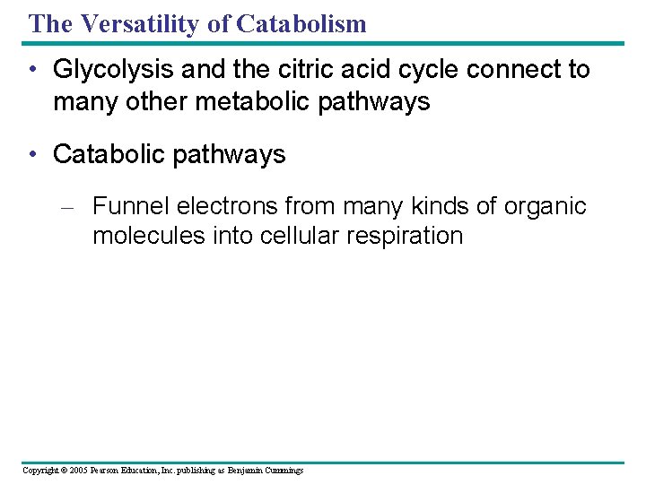 The Versatility of Catabolism • Glycolysis and the citric acid cycle connect to many