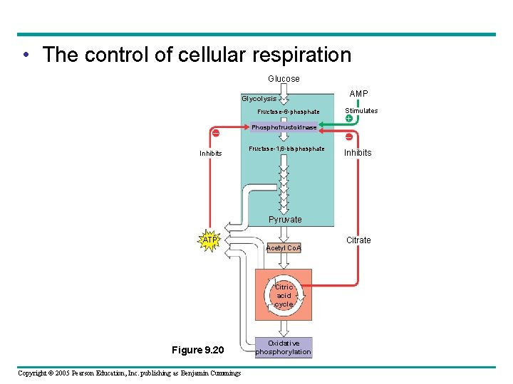  • The control of cellular respiration Glucose Glycolysis Fructose-6 -phosphate – Inhibits Phosphofructokinase