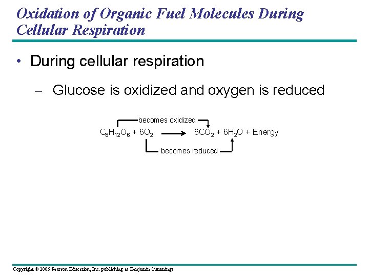Oxidation of Organic Fuel Molecules During Cellular Respiration • During cellular respiration – Glucose