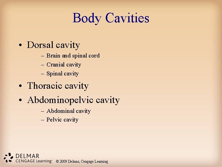 Body Cavities • Dorsal cavity – Brain and spinal cord – Cranial cavity – Body Cavities • Dorsal cavity – Brain and spinal cord – Cranial cavity –