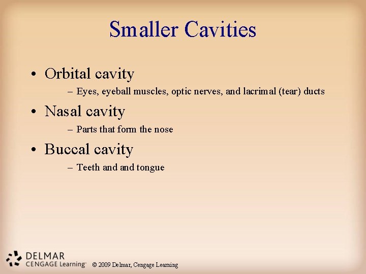 Smaller Cavities • Orbital cavity – Eyes, eyeball muscles, optic nerves, and lacrimal (tear) Smaller Cavities • Orbital cavity – Eyes, eyeball muscles, optic nerves, and lacrimal (tear)