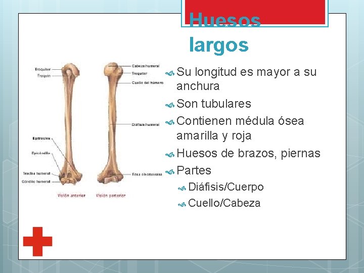 Huesos largos Su longitud es mayor a su anchura Son tubulares Contienen médula ósea