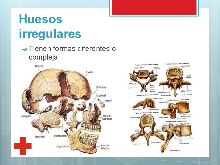 Huesos irregulares Tienen formas diferentes o compleja 