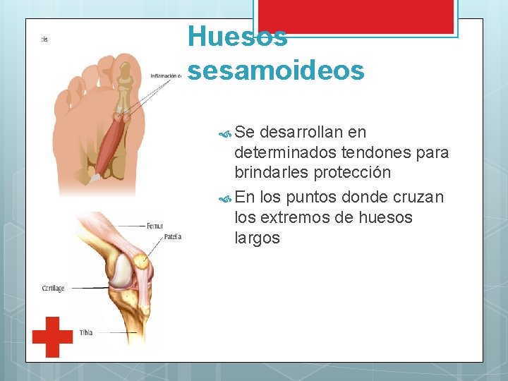 Huesos sesamoideos Se desarrollan en determinados tendones para brindarles protección En los puntos donde
