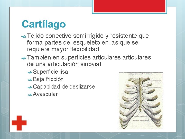 Cartílago Tejido conectivo semirrígido y resistente que forma partes del esqueleto en las que