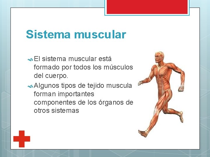 Sistema muscular El sistema muscular está formado por todos los músculos del cuerpo. Algunos
