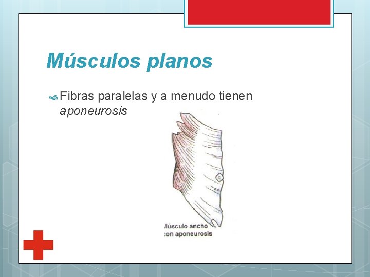Músculos planos Fibras paralelas y a menudo tienen aponeurosis 