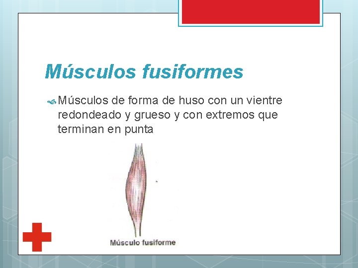 Músculos fusiformes Músculos de forma de huso con un vientre redondeado y grueso y