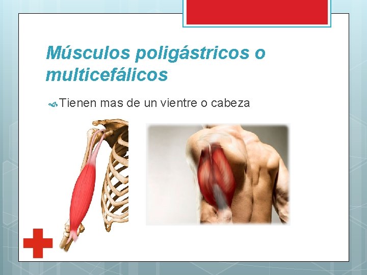 Músculos poligástricos o multicefálicos Tienen mas de un vientre o cabeza 