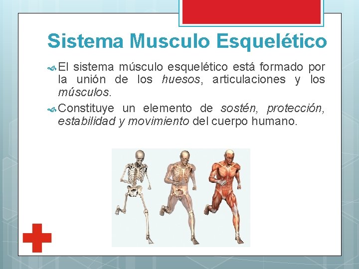 Sistema Musculo Esquelético El sistema músculo esquelético está formado por la unión de los