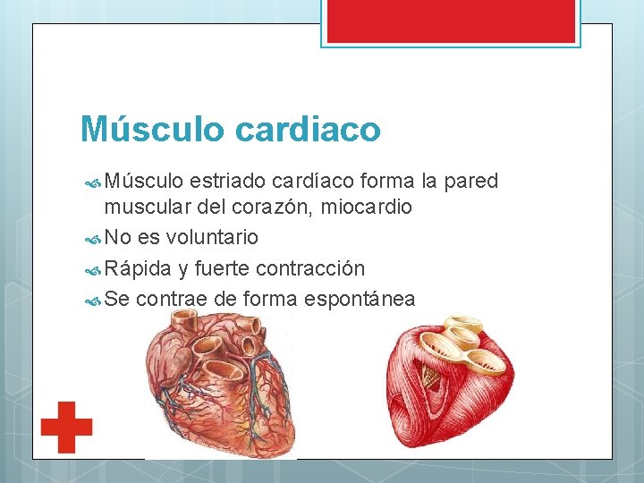 Músculo cardiaco Músculo estriado cardíaco forma la pared muscular del corazón, miocardio No es