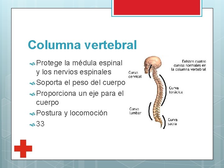 Columna vertebral Protege la médula espinal y los nervios espinales Soporta el peso del
